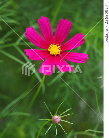 ピンク色のコスモス 22680927