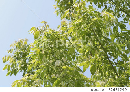 新緑（ネグンドカエデフラミンゴ） 22681249