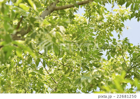 新緑（ネグンドカエデフラミンゴ） 22681250