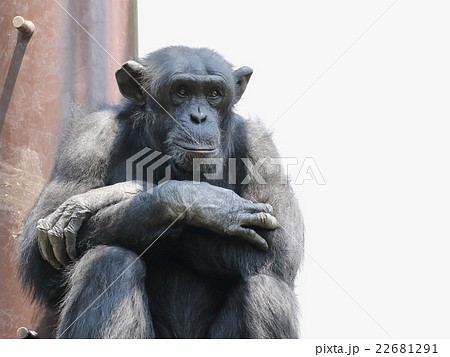 チンパンジー 22681291