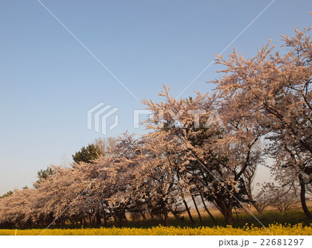 大潟村菜の花ロードの桜 22681297