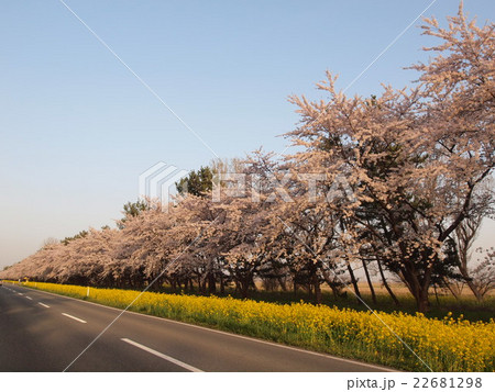 大潟村菜の花ロードの桜 22681298