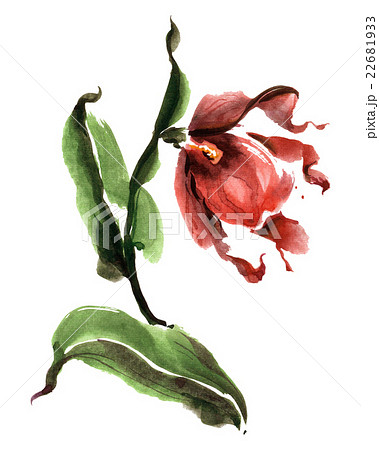 Watercolor painted flower Watercolor painted flower 22681933