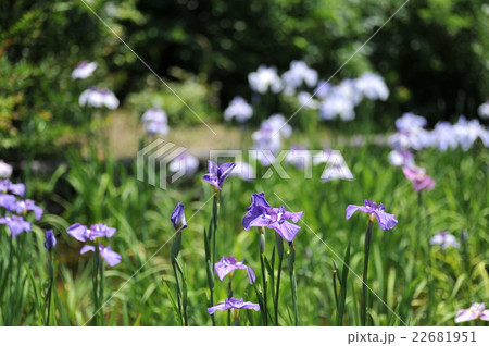 花菖蒲 花菖蒲 22681951