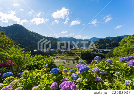 紫陽花とあらぎ島 22682937