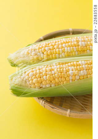 とうもろこし　イエローバック 22683558