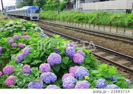 アジサイと電車 アジサイと電車 22683714