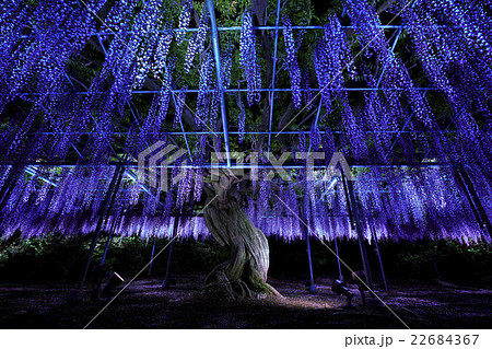 栃木県 足利フラワーパーク 夜藤 栃木県 足利フラワーパーク 夜藤 22684367