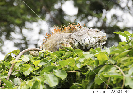 Close up Iguana Close up Iguana 22684446