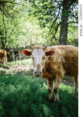 brown cow standing in the grass 22684455