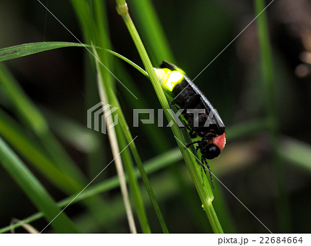 発光するゲンジボタル 22684664