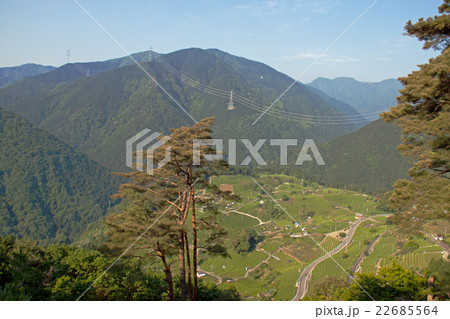 天空の茶畑 展望 天空の茶畑 展望 22685564