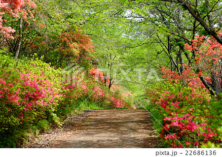矢祭山のつつじ 22686136