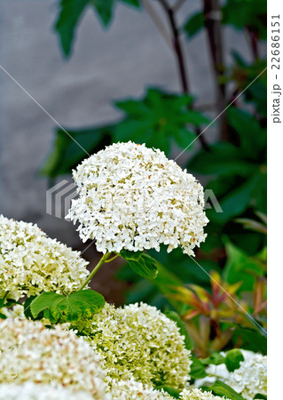 Hydrangea white with leaves 22686151