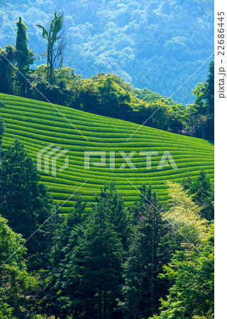 茶畑 茶畑 22686445