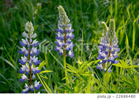 blue and white lupine flowers blue and white lupine flowers 22686480