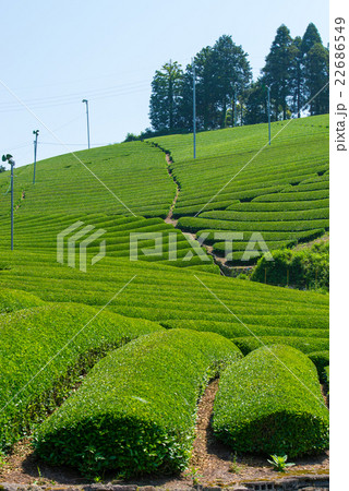 茶畑 茶畑 22686549