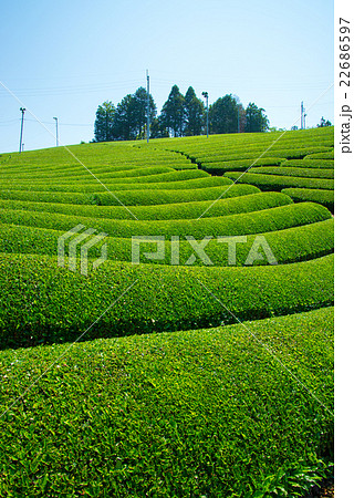 茶畑 22686597