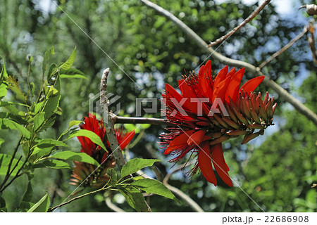 梯梧の花 22686908