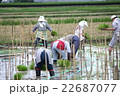 田んぼアート作品の田植え 22687077