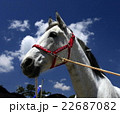 青空と白馬 22687082