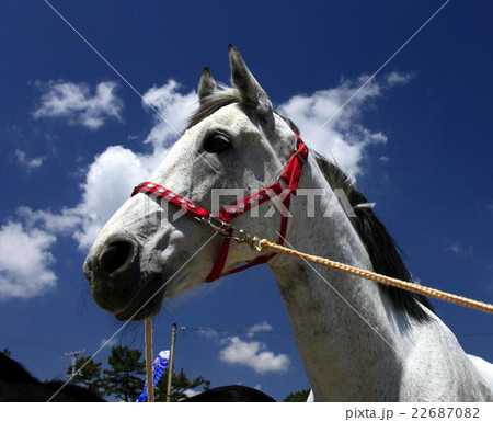 青空と白馬 22687082