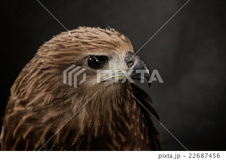 Closeup hawk on black background 22687456
