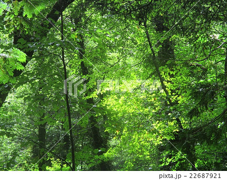 緑深い森の写真素材