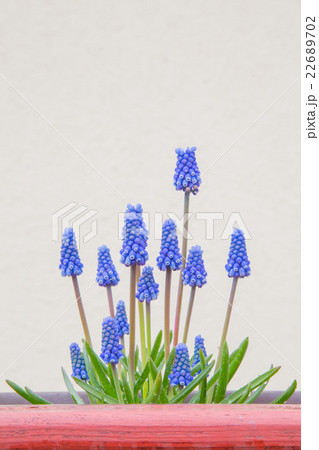 花 22689702
