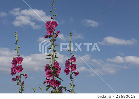 初夏のハナアオイ 22690618