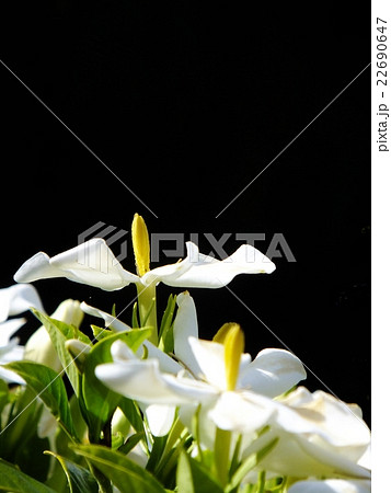 純白の梔子の花　黒バックに映えて　1 22690647