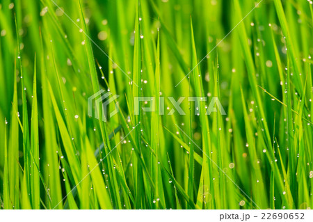 夏の早朝の田園風景 22690652