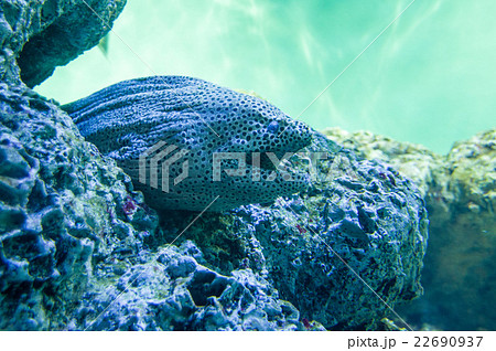 葛西臨海水族園|ニセゴイシウツボ 葛西臨海水族園|ニセゴイシウツボ 22690937