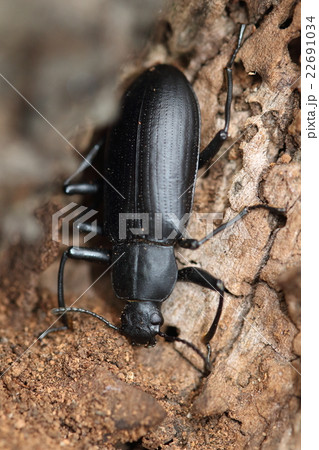 生き物　昆虫　ユミアシゴミムシダマシ、サクラの枯れ枝でじっとしている所。曲がった前肢が目立ちます 22691034