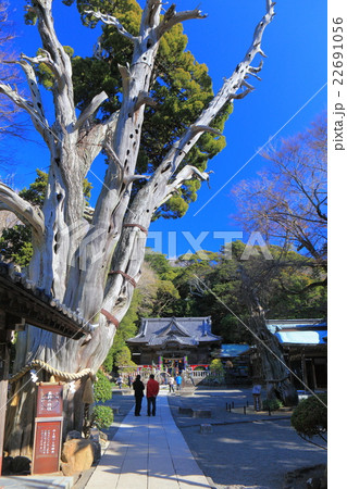 伊豆白浜神社　薬師の柏槙 22691056