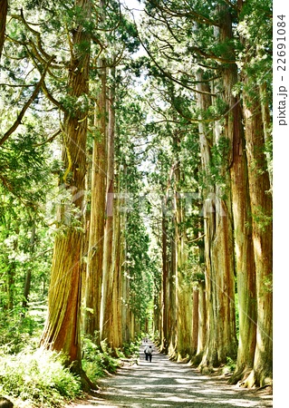 戸隠神社奥社参道杉並木の写真素材