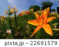 太陽のような花々 22691579