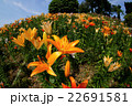 咲き誇る花々 22691581