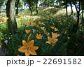 咲き誇る花々 22691582