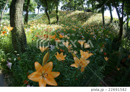 咲き誇る花々 咲き誇る花々 22691582