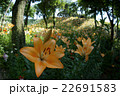 咲き誇る花々 22691583