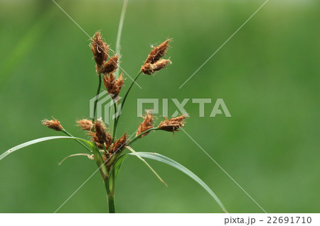自然　植物　ウキヤガラ、湿地や浅い水深の池の縁などに群生する抽水性の植物 22691710