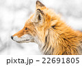キタキツネの横顔 22691805