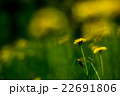 たんぽぽ 22691806