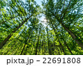 木漏れ日 22691808