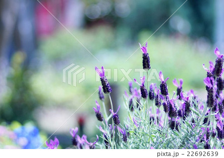 フレンチラベンダー フレンチラベンダー 22692639