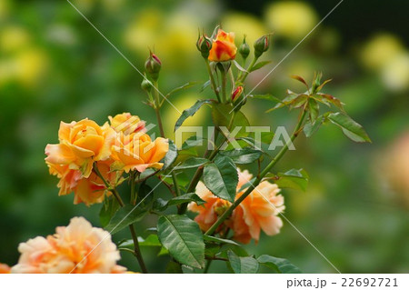 バラの花 22692721