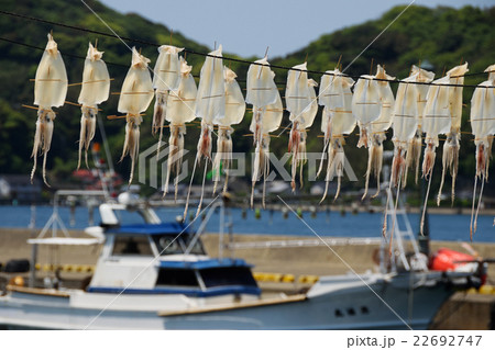 呼子港のイカ 22692747