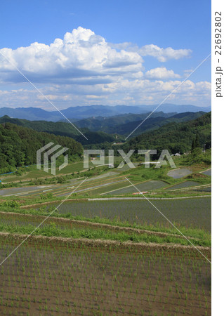 大町市八坂　切久保の棚田 22692802