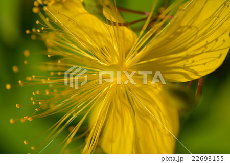 ビヨウヤナギ 22693155